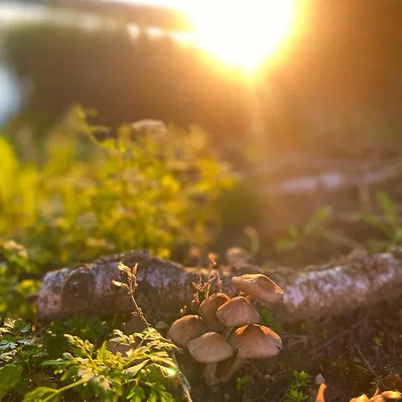 Korony Drzew - Mazury * Mragowo