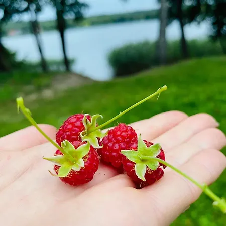 Korony Drzew - Mazury Apartmán Mrągowo