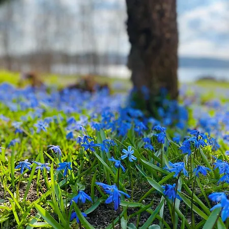 Korony Drzew - Mazury Apartmán Mrągowo