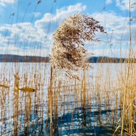 Korony Drzew - Mazury