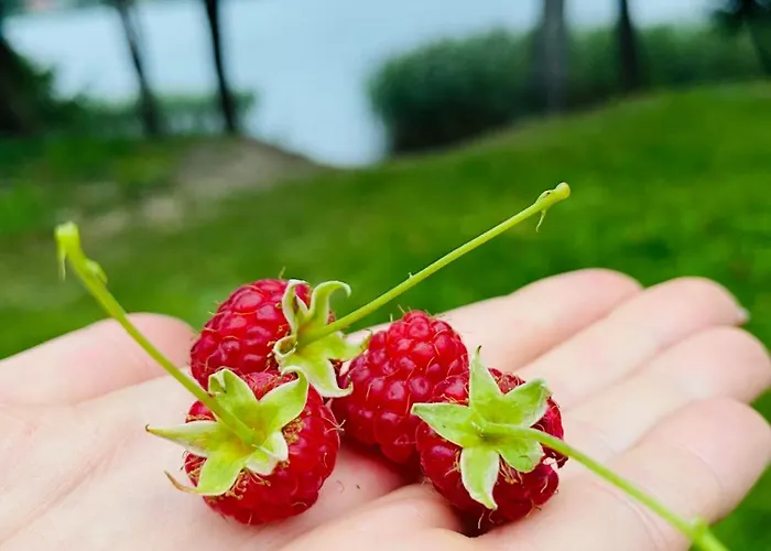 Korony Drzew - Mazury Apartament Mrągowo
